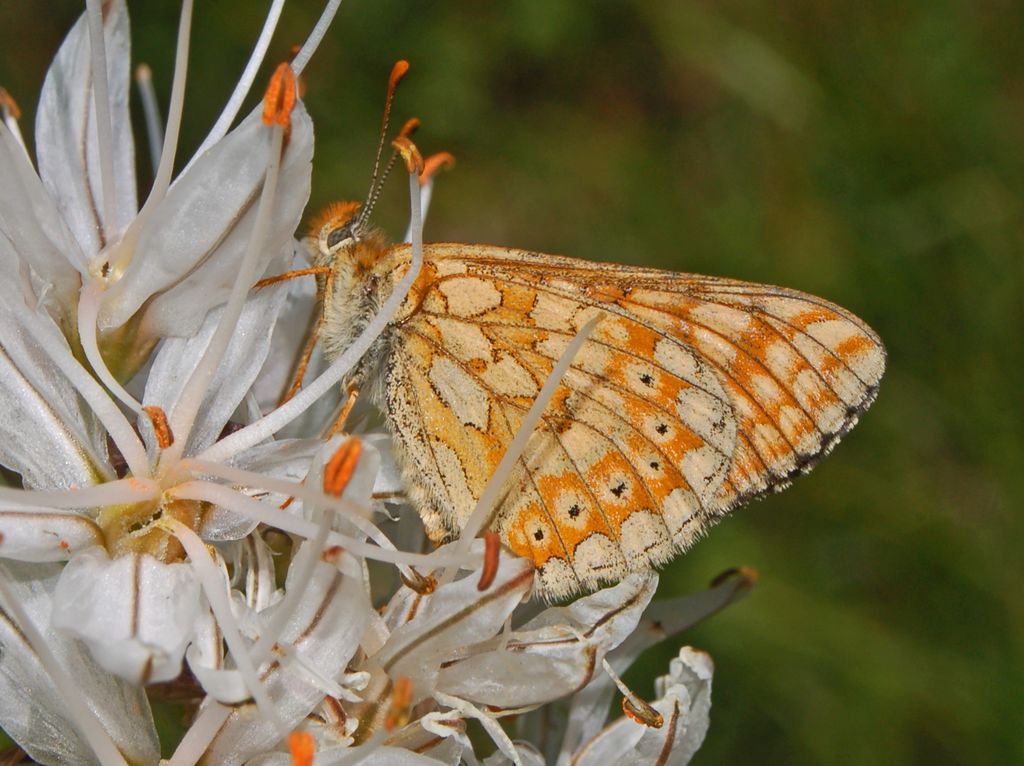 Euphydryas sp. su Asfodeli